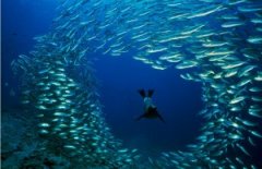 �������꽫�ṩǱˮ���۹� �οͿ��µ�40���